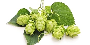 Atmosphere Brewery